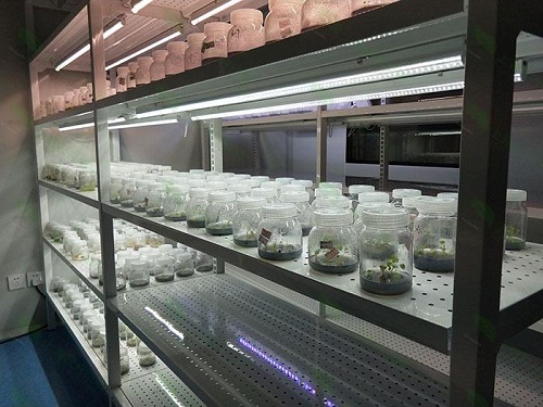 虎门镇植物组织培养实验室设计建设方案